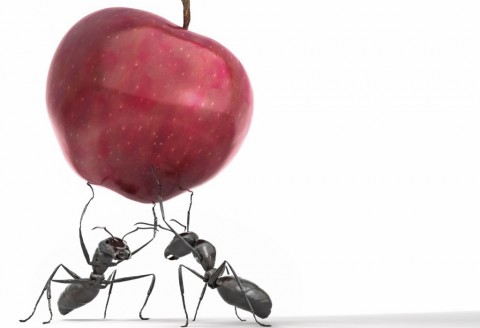 Ants contributers